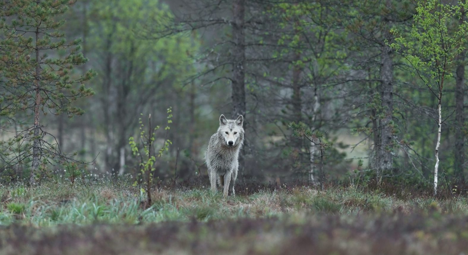 Trump Administration Removes Federal Protections for Gray Wolves