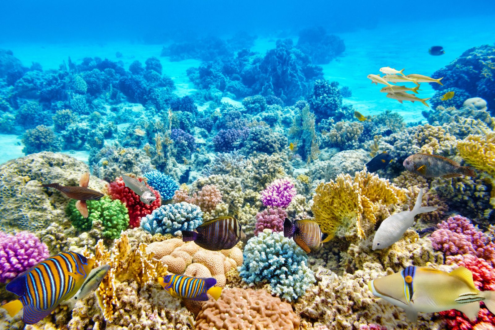 Climate Change, Silent Killer of the World’s Precious Coral Reefs