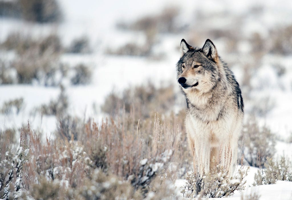 Trapped by Bureaucrats: The Gray Wolf’s Struggle For Survival
